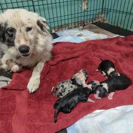 Australian Shepherd and Great Dane Puppies from AEW Farm