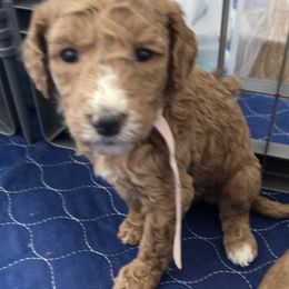 Goldendoodle and Labrador Retriever Puppies from Sagebrush Labradors and Doodles