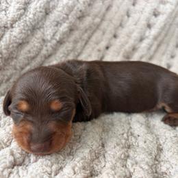 Chocolate And Tan Male 3 - Chocolate and tan male Dachshund puppy in Blackstone, Virginia from Cheyenne's Dachshunds