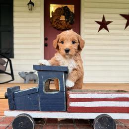 Branch - Red  male Goldendoodle puppy in Rose Hill, North Carolina from Red Door Canines
