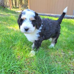 Bernedoodle and Bernese Mountain Dog Puppies from NW Bernedoodles of Washington