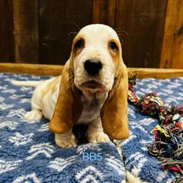 BB5 - Red and white male Basset Hound puppy in Britton, South Dakota from K&S Canines