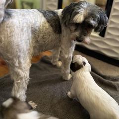 Lowchen Puppies from Potrero Lowchen