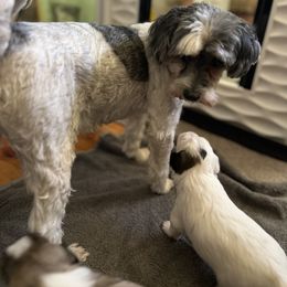 Lowchen Puppies from Potrero Lowchen