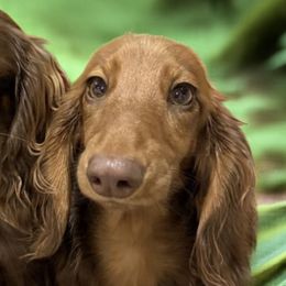 Dachshunds from PapaDox Miniature Dachshunds