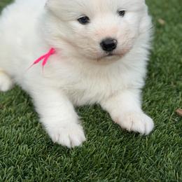Girl - White female Samoyed puppy in Paulden, Arizona from Carefree Samoyeds & Deserthills Labradors