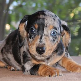 Puppy A AKC Purebred DNA Tested Parents - Dapple male Dachshund puppy in Haines City, Florida from Divine Poodle Paradise Standard Poodles & Divine Dachshunds