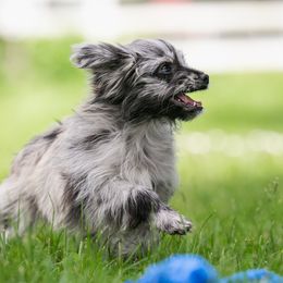 Pyrenean Shepherd All Grown Up from PYRWILD