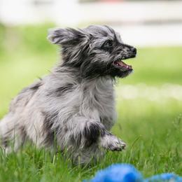Pyrenean Shepherd All Grown Up from PYRWILD