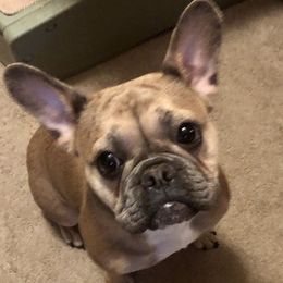 Frank - French Bulldog