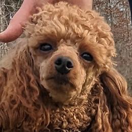Pepper - Poodle