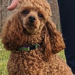 Pepper - Poodle