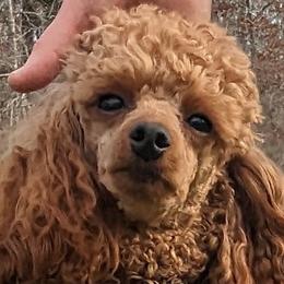 Pepper - Poodle