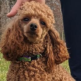 Pepper - Poodle