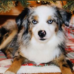 Jax - Miniature Australian Shepherd