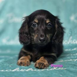 Penne - Black and tan female Dachshund puppy in Mount Sherman, Kentucky from Kaleidoscope Dachshunds and Whippets