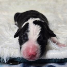 Avada Kedavra - Black and white female Border Collie puppy in Chicora, Pennsylvania from Riverwood