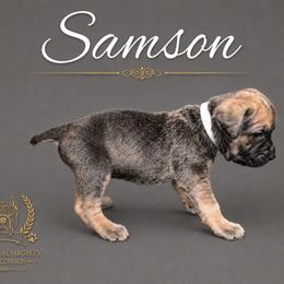 Samson - Gray and fawn male Cane Corso puppy in Elkhart, Indiana from Martins Almighty Cane Corsos