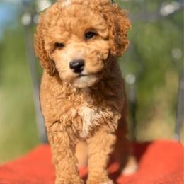 Amos - Apricot male Poodle puppy in Aubrey, Texas from Four Willows Farm