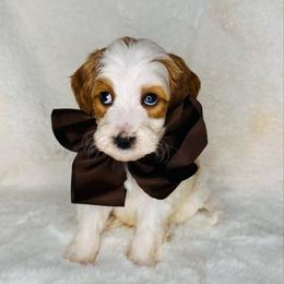 Brown Collar - Parti male Goldendoodle puppy in Miami, Florida from GoldStar Doodles USA