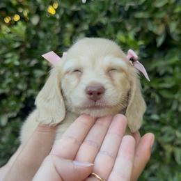 Muffin - Cream female Dachshund puppy in Modesto, California from Golden State Mini Doxies