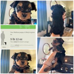 Bandit - Black and gold male Morkie puppy in Cleveland, Tennessee from Moody’s Morkies and More