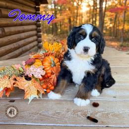 Tommy - Tri-color male Bernedoodle puppy in Banner Elk, North Carolina from Walnut Tree Bernedoodles