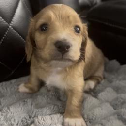 Rigby- lighter ee red Male - Red male Dachshund puppy in Cutler Bay, Florida from Dadecounty’s Dachshunds