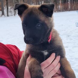 Girl 4 - female Belgian Tervuren puppy in Farmington, Maine from Pine State Shepherds