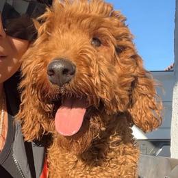 Karol - Red  female Poodle puppy in Jurupa Valley, California from gucci_bentleys_goldendoodles