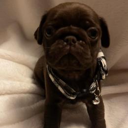 'Larry' formerly Choco Taco, Chocolate boy 1 - Black male Pug puppy in Onalaska, Washington from Cupid’s Pugs