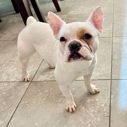 Ocean - French Bulldog