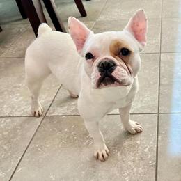 Ocean - French Bulldog