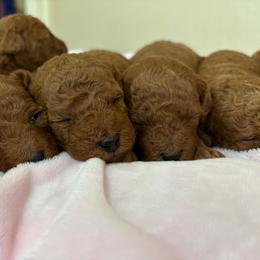 Boy 2 spot - Red  male Poodle puppy in Henefer, Utah from Mountain Valley Poodles