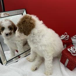 Willow - Parti female Goldendoodle puppy in Wayland, New York from Loris Pampered Pooches💕