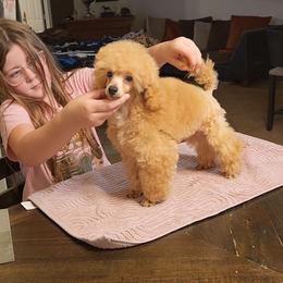 Wilson - Apricot male Poodle puppy in Greenville, Texas from Pitties' Love