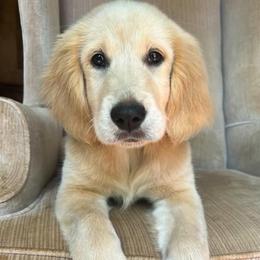 Golden Retriever Puppies from Chirping Meadows Goldens