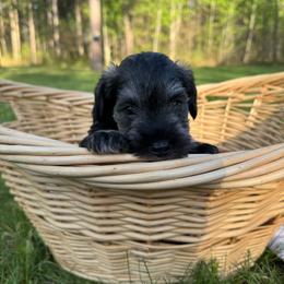 Tucker - Black and silver male Miniature Schnauzer puppy in Akeley, Minnesota from Great Northern Schnauzers