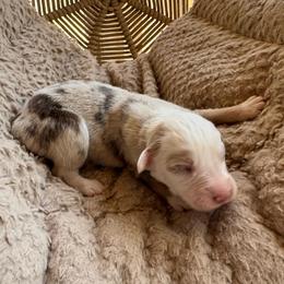 Daisy - Red merle female Australian Shepherd puppy in Grants Pass, Oregon from Carmel Mountain Aussies