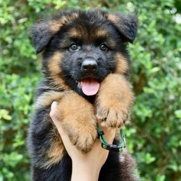 Killer Kroc - Black and red male German Shepherd puppy in Canton, Texas from WILDWOOD GERMAN SHEPHERDS