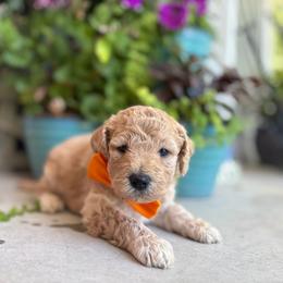 Sal - Apricot male Goldendoodle puppy in Camden, North Carolina from Oopsie Doodles of NC