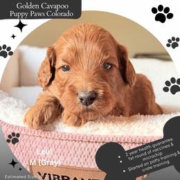 Levi - Red male Cavapoo puppy in Fort Lupton, Colorado from Puppy Paws Colorado