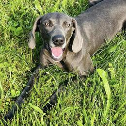 Ice - Weimaraner
