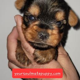 Girl 3 - Blue and gold female Yorkshire Terrier puppy in Gilbert, Arizona from Yorkie Your Soulmate Puppy