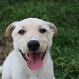 Carolina Dog Puppies from Williams Sweet Carolina