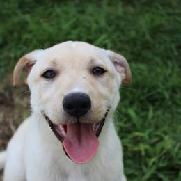 Carolina Dog Puppies from Williams Sweet Carolina