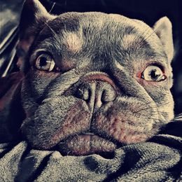 French Bulldog Puppies from St Louis Frenchies