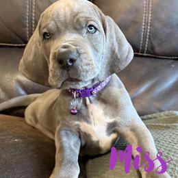 Miss Purple - Blue female Great Dane puppy in Monroe, Utah from Indigo Blu Danes