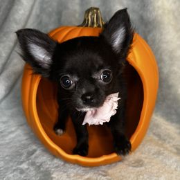 Kitty - Black and white female Chihuahua puppy in Niagara County, New York from Coolballow Chihuahuas