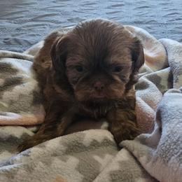 Hulk - Liver male Shih Tzu puppy in Middleburg, Florida from Furby Shih Tzu Family & Friends